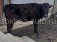 Продаётся бычок и корова