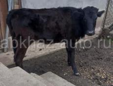 Продаётся бычок и корова