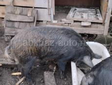 Продаётся свинья около 35 кг мяса