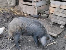 Продаётся свинья около 35 кг мяса