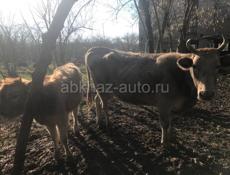 Продам 