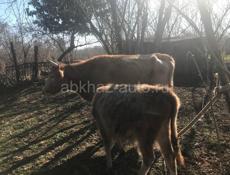 Продам 