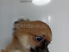 Веселые, активные, дружелюбные Чихуахуа