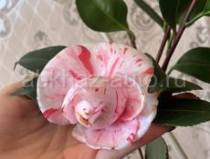 ЦВЕТЫ🌺🌺