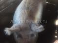 Свинья 