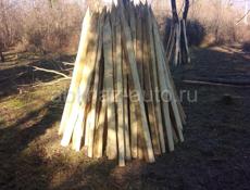 КОЛЫШКИ Акация