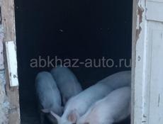 Продаются поросята 