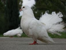 Продам срочно. 
