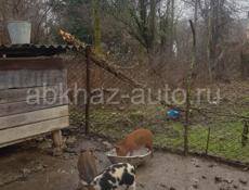 Продам поросят 