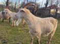 Козы 🐐 