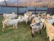 Козы 🐐 