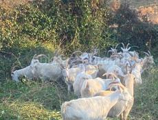 Козы 🐐 