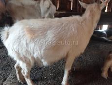 Продам козу