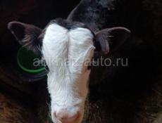 теленок