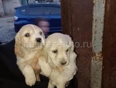 Продаются щенки 