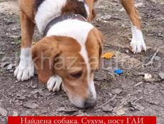 Нашелся пес