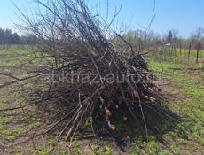 садовыеработы