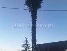 садовыеработы