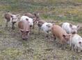 Продажа поросят 🐖