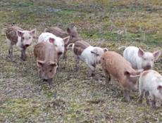 Продажа поросят 🐖