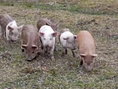 Продажа поросят 🐖
