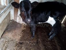 Продаются тёлочки