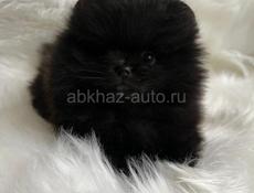 Шпиц щенки