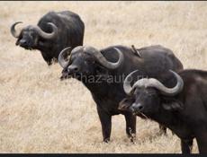 Продаются буйволы 🐃 