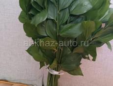 Зурмех(Руксус),эвкалипт