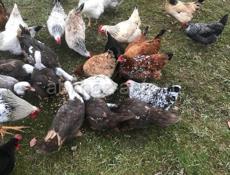 Продам домашних кур 