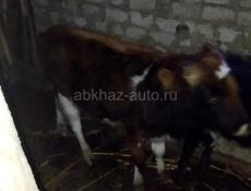 Продается бычок
