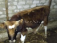 Продается бычок