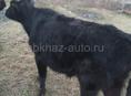 Продаётся бычок 🐂 60 кг