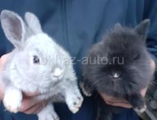 Карликовые кролики
