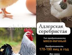 Пушистики читайте описание 