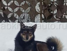 Пропала охотничья собака по кличке Барни 🐕