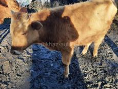 Продаётся молодой бычок около 80 кг