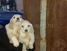 Продаются щенки 