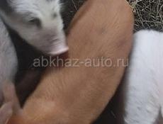 Паросята 