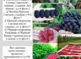 Качественные саженцы По доступным ценам 
