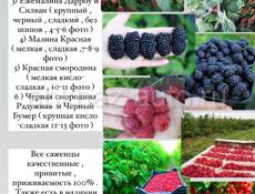 Качественные саженцы По доступным ценам 