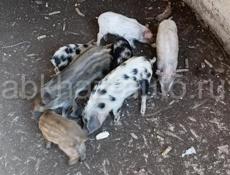 Продам поросят 🐖