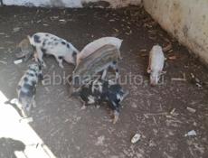 Продам поросят 🐖