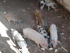 Продам поросят 🐖