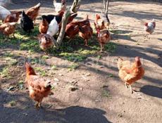 Продаю куры местные и бролер