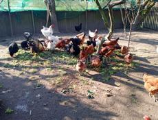 Продаю куры местные и бролер