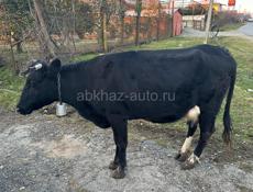 продается корова