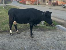 продается корова