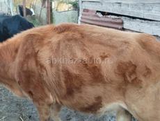 Продам корову погулявшая
