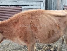 Продам корову погулявшая
